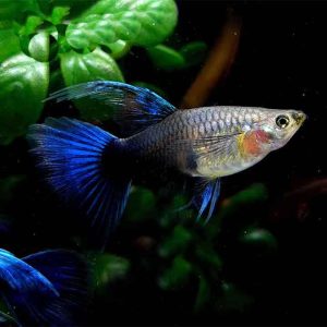 Hb BLue Guppy