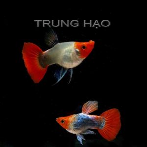 Koi đen short