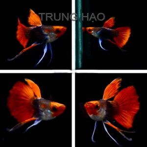 Koi Đen Short Ribbon Tbb