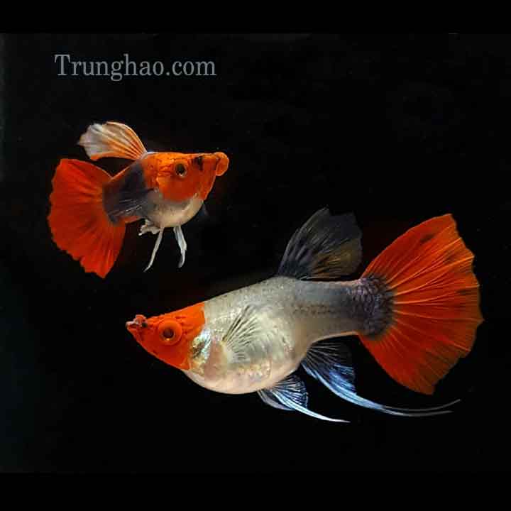 koi-den-short-ribbon Koi Đen Short Ribbon