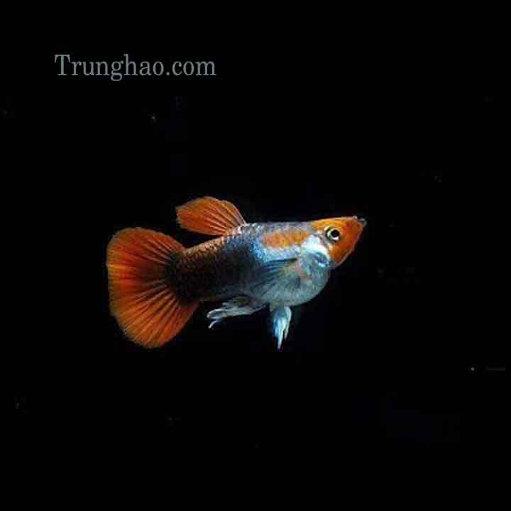 koi-den-short Koi Đen Short