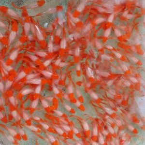 Koi Gen Red Ear