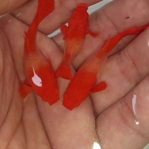 Koi Red Ear