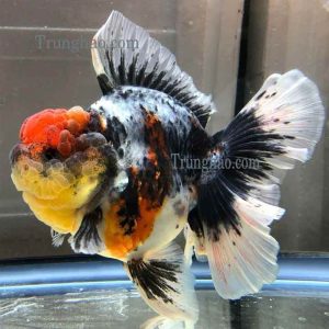 Oranda đuôi hoa lan