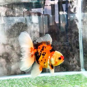 Oranda đuôi lụa