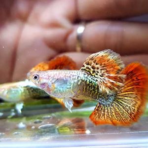 Rồng Đỏ Guppy