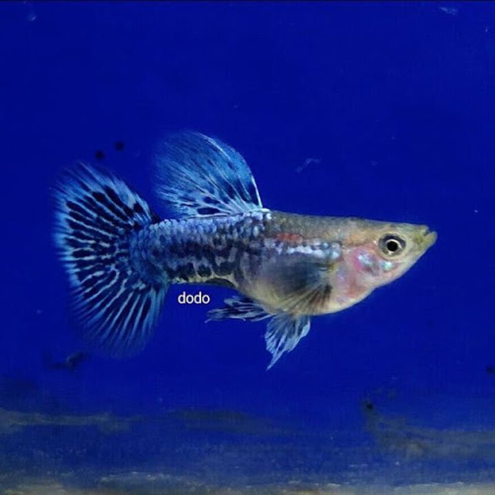 Rồng xanh indo Guppy