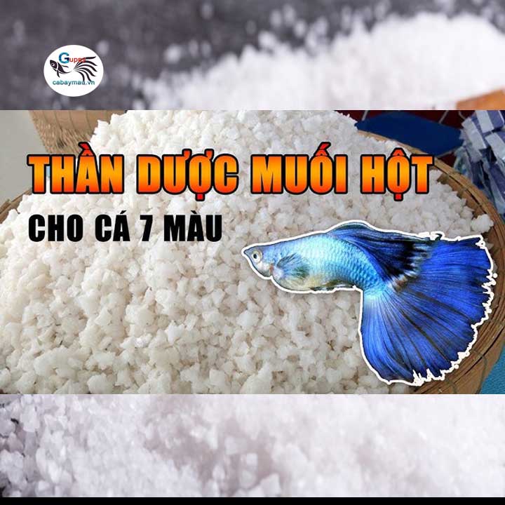 Thần dược muối hột cho cá bảy màu