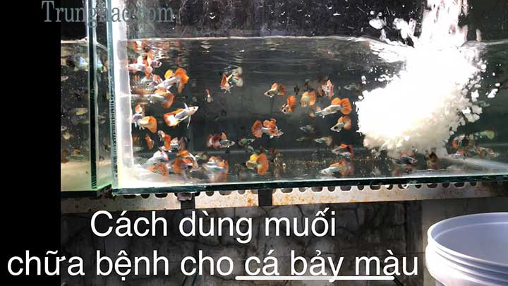 trị nấm cá bằng muối hột