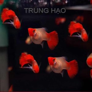 wild koi short guppy