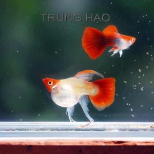 Wild Koi Short Ribbon