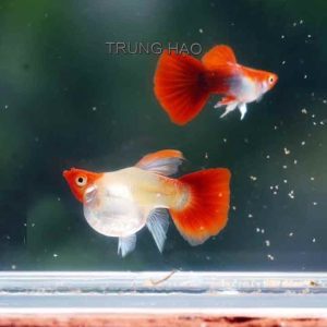 Wild koi short