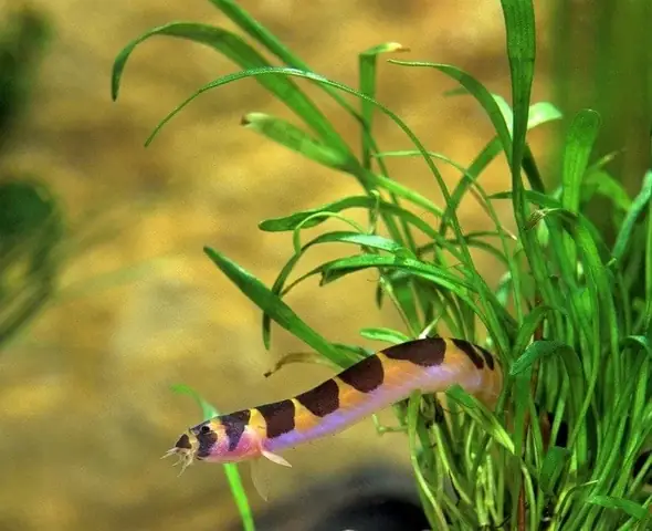 Axolotl Nuôi Chung Với Cá Nào