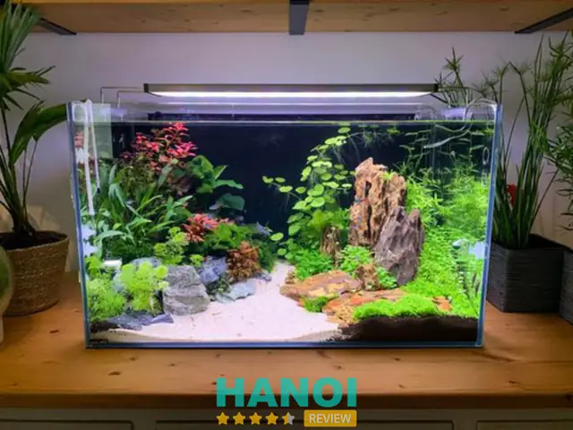 Bán Bể Cá Cảnh Đẹp