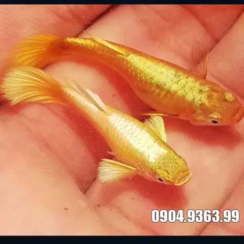 Bán Cá Bảy Màu Full Red Hà Nội