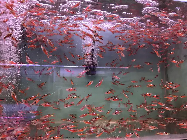 Bán Cá Bảy Màu Rừng