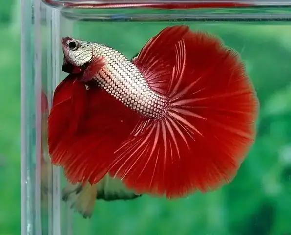 Bán Cá Betta Rồng