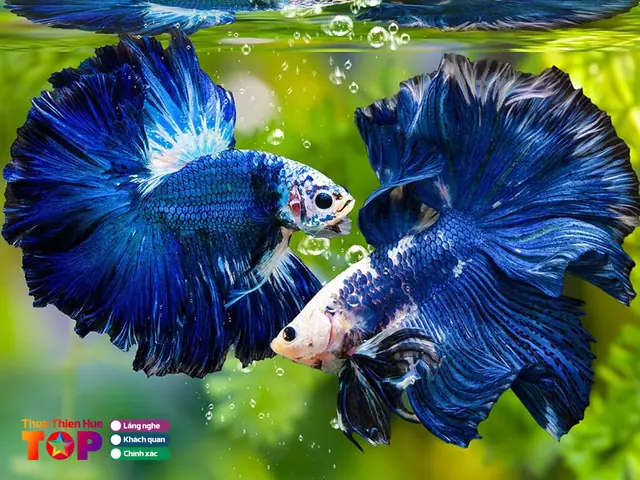 Bán Cá Betta Tại Huế