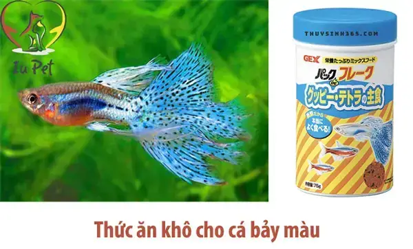 Bán Cá Betta Thủ Đức