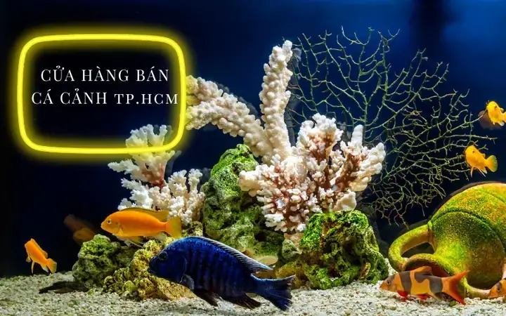 Bán Cá Cảnh Biển Tphcm