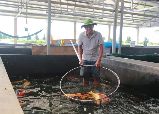 Bán Cá Cảnh Ở Nam Định