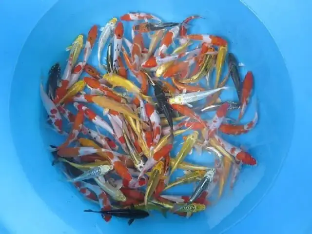 Bán Cá Chép Koi Size Nhỏ Hcm