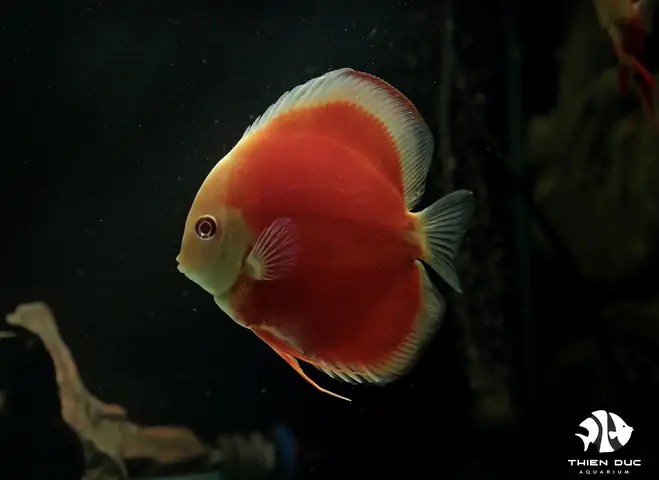 Bán Cá Dĩa Albino