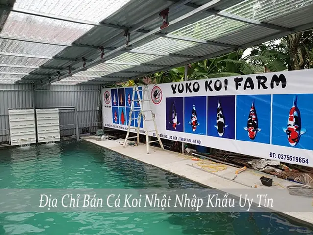 Bán Cá Koi Nhật Nhập Khẩu