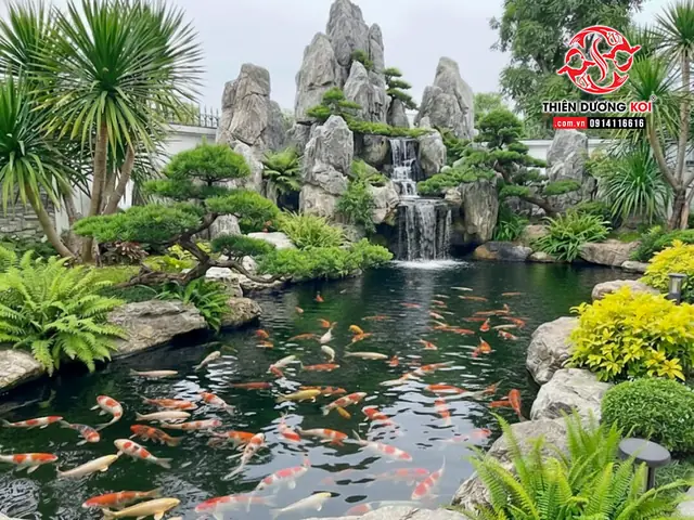 Bán Cá Koi Tại Buôn Ma Thuột