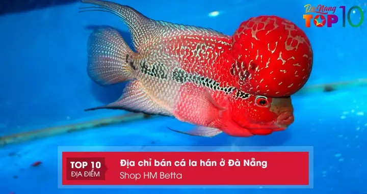 Bán Cá La Hán Ở Đà Nẵng