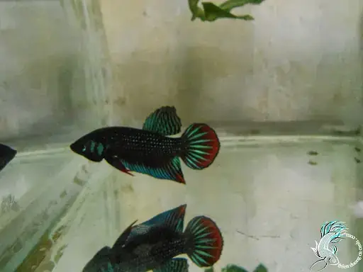 Bán Cá Lia Thia Đồng Mang Xanh