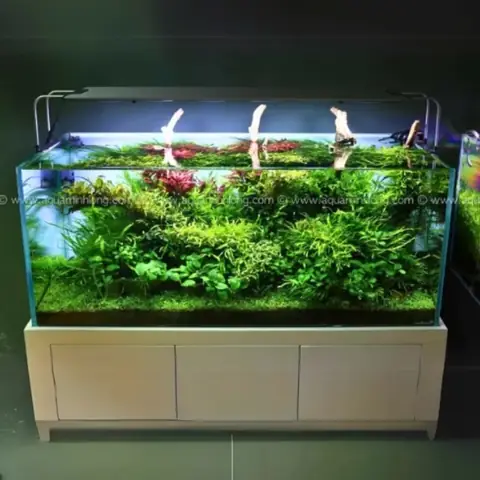 Bể Biotop Cá Đĩa