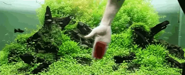 Bể Cá Bị Mốc
