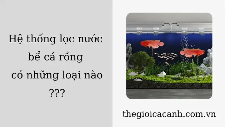 Bể Cá Cần Những Gì