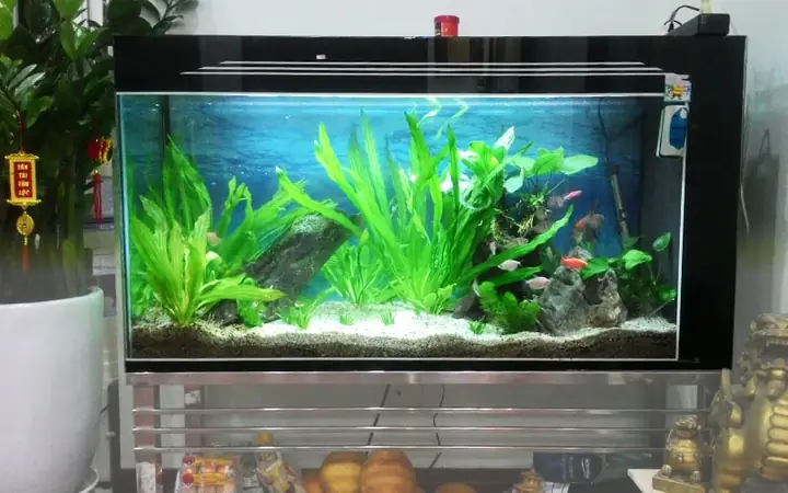 Bể Cá Cảnh 1m