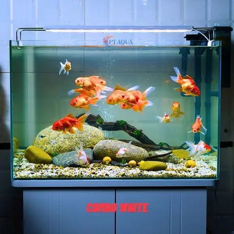 Bể Cá Cảnh 50cm