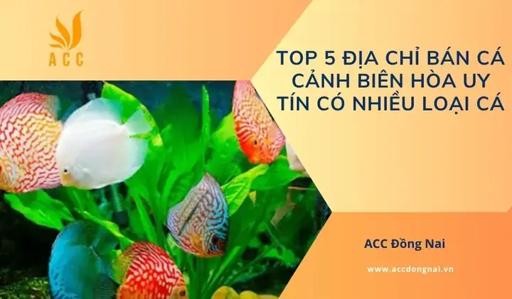 Bể Cá Cảnh Biên Hòa