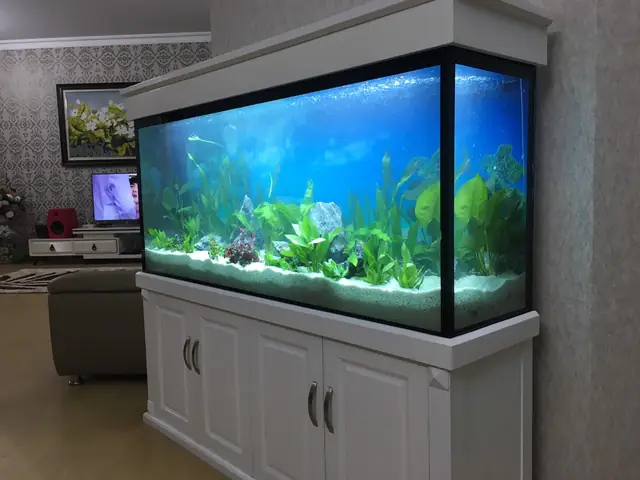 Bể Cá Cảnh Cho Nhà Chung Cư