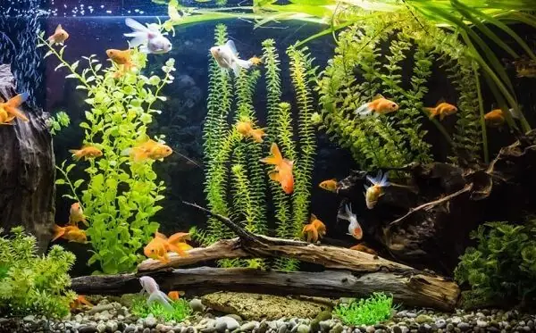 Bể Cá Cảnh Đẹp Nhất Thế Giới