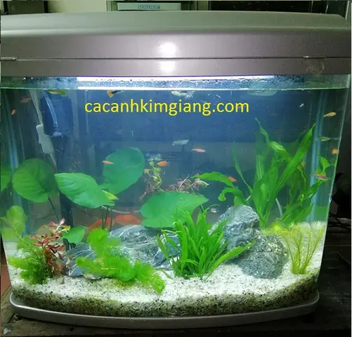 Bể Cá Cảnh Đúc Trung Quốc
