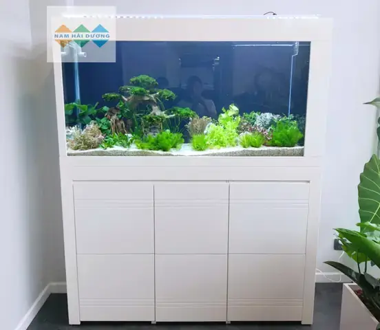 Bể Cá Cảnh Hải Dương
