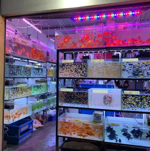 Bể Cá Cảnh Huế