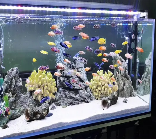 Bể Cá Cảnh Kính Cường Lực