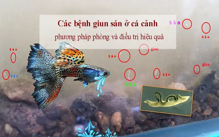 Bể Cá Có Sán