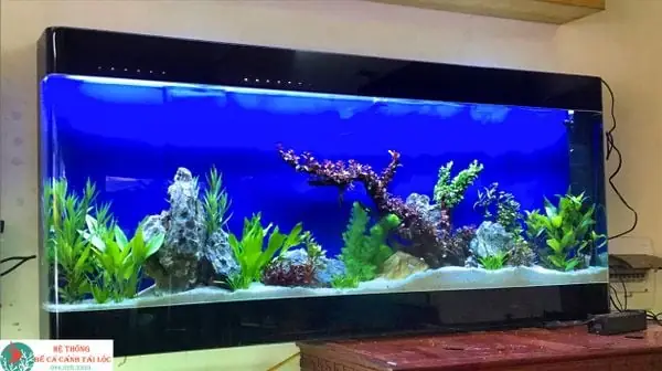 Bể Cá Đúc Treo Tường