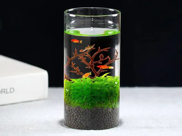 Bể Cá Là Gì
