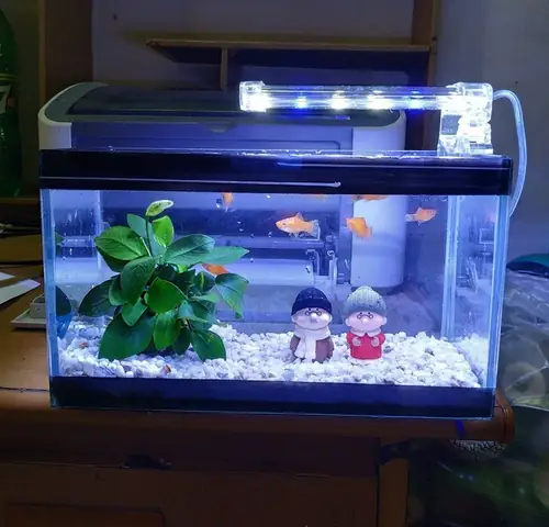 Bể Cá Mini Có Đèn Led