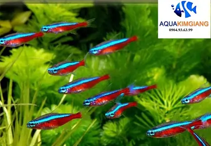 Bể Cá Neon Đẹp