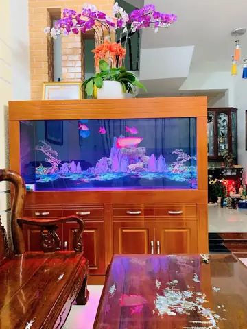 Bể Cá Rồng Khủng