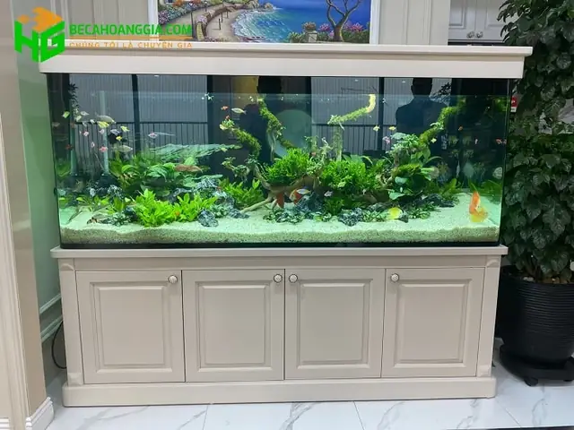 Bể Cá Thủy Sinh Kính Đúc